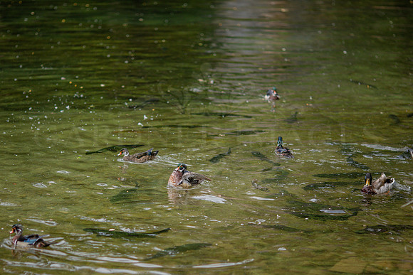 Wild West Loop