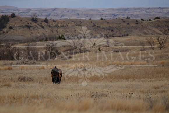Where the Buffalo Roam