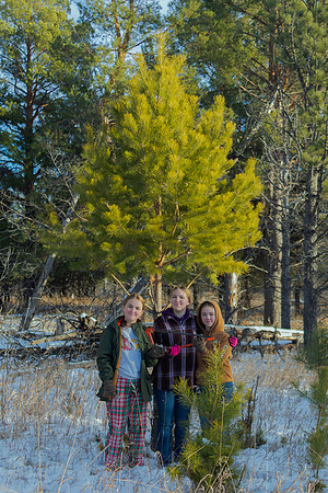 2024 Christmas Tree Hunt