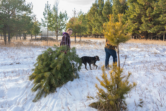 2024 Christmas Tree Hunt