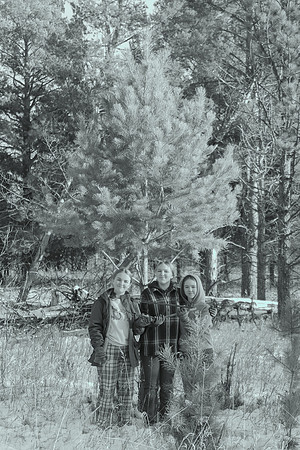 2024 Christmas Tree Hunt