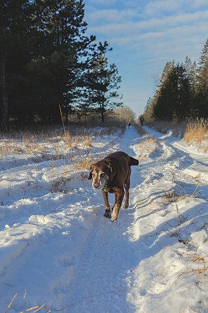 2024 Christmas Tree Hunt