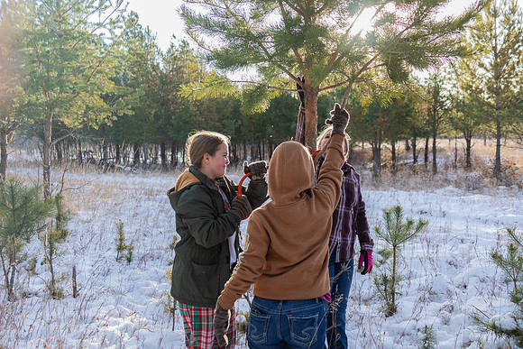 2024 Christmas Tree Hunt