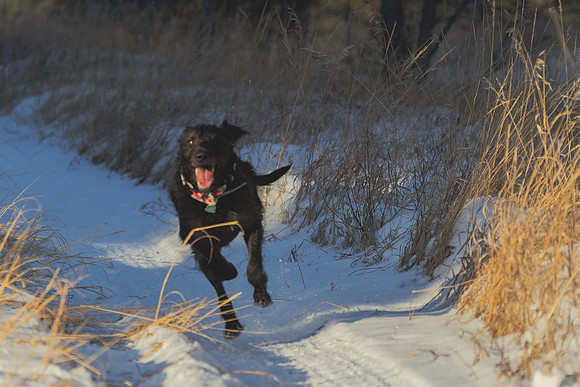2024 Christmas Tree Hunt