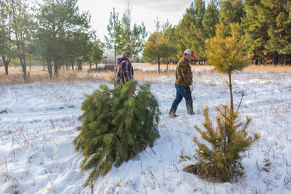 2024 Christmas Tree Hunt